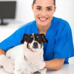 auxiliar-veterinario